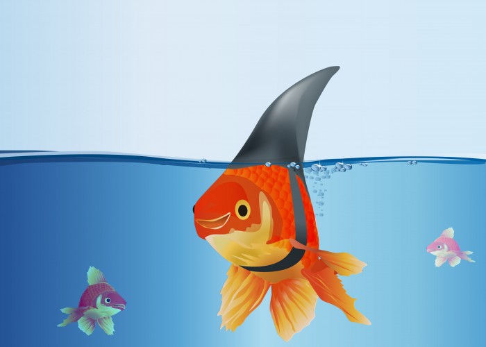 Big fish