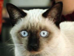 Slightly gratuitous cat picture
